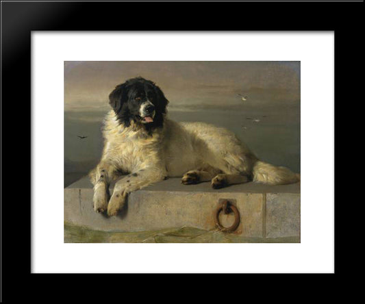 A Distinguished Member Of The Humane Society 20x24 Black Modern Wood Framed Art Print Poster by Landseer, Edwin Henry