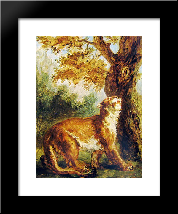 Puma (Lioness Watching Prey) 20x24 Black Modern Wood Framed Art Print Poster by Delacroix, Eugene