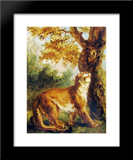 Puma (Lioness Watching Prey) 20x24 Black Modern Wood Framed Art Print Poster by Delacroix, Eugene