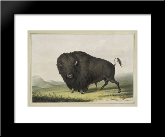 Buffalo Bull Grazing 20x24 Black Modern Wood Framed Art Print Poster by Catlin, George