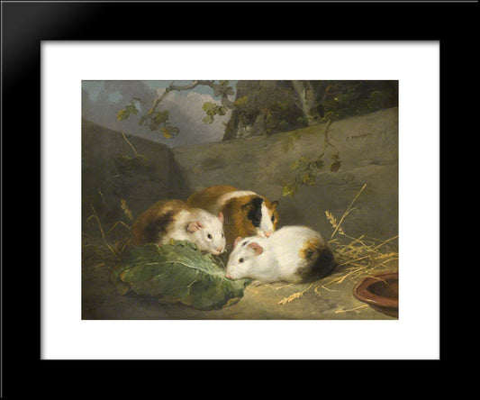 Guinea Pigs 20x24 Black Modern Wood Framed Art Print Poster by Morland, George