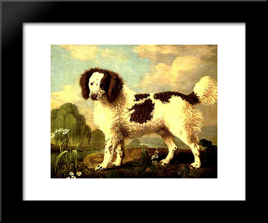 Brown And White Norfolk Or Water Spaniel 20x24 Black Modern Wood Framed Art Print Poster by Stubbs, George