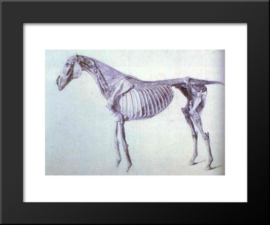 Diagram From The Anatomy Of The Horse 20x24 Black Modern Wood Framed Art Print Poster by Stubbs, George