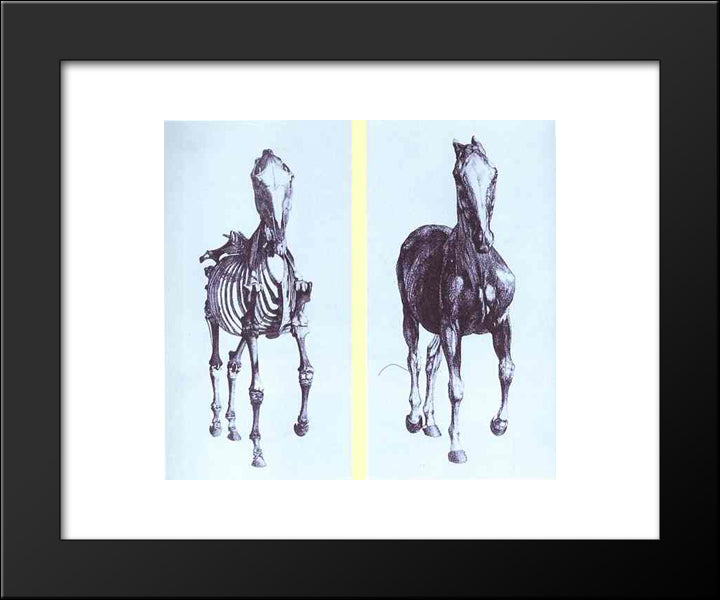 Frontal View Of The Skeleton Of A Horse, Study No. 10 From 'The Anatomy Of The Horse' 20x24 Black Modern Wood Framed Art Print Poster by Stubbs, George