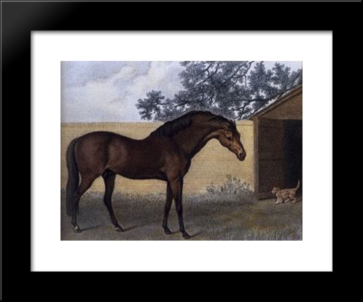 Godolphin Arabian 20x24 Black Modern Wood Framed Art Print Poster by Stubbs, George