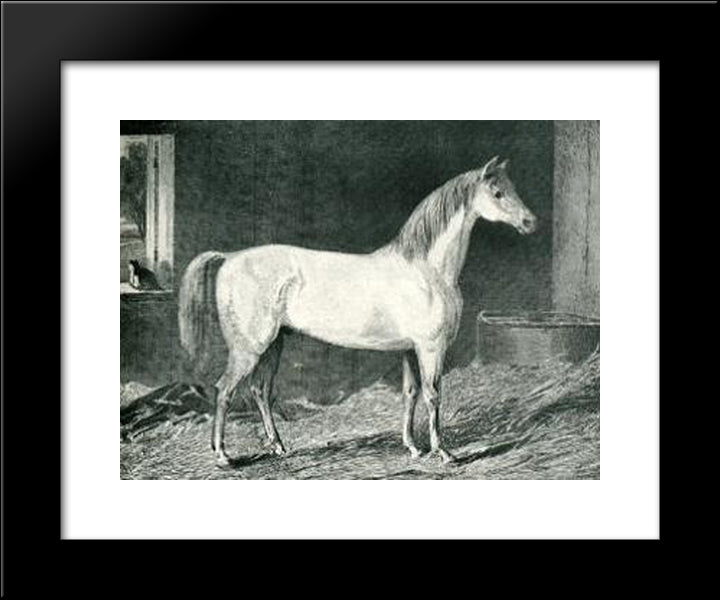 Messenger Horse 20x24 Black Modern Wood Framed Art Print Poster by Stubbs, George