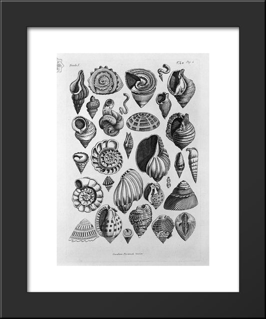 Various Shells Taken From The Real 20x24 Black Modern Wood Framed Art Print Poster by Piranesi, Giovanni Battista