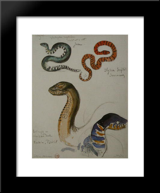 Four Studies Of Snakes 20x24 Black Modern Wood Framed Art Print Poster by Moreau, Gustave