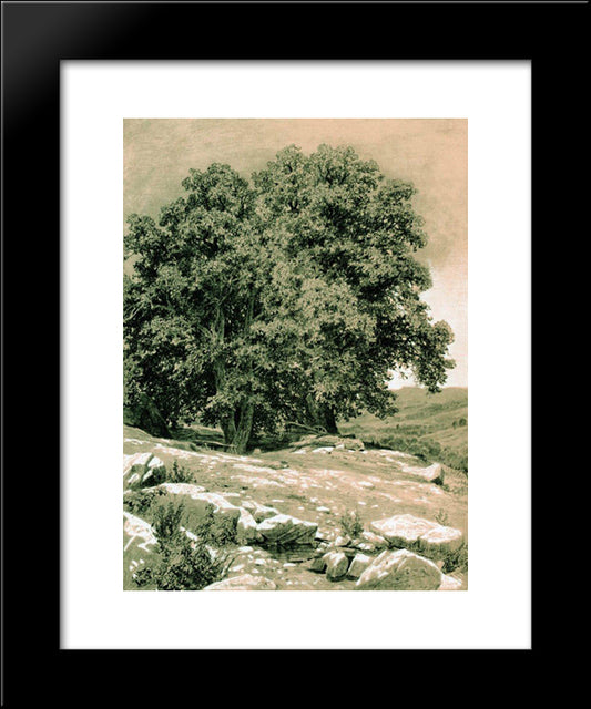 Crimean Nut-Tree 20x24 Black Modern Wood Framed Art Print Poster by Shishkin, Ivan