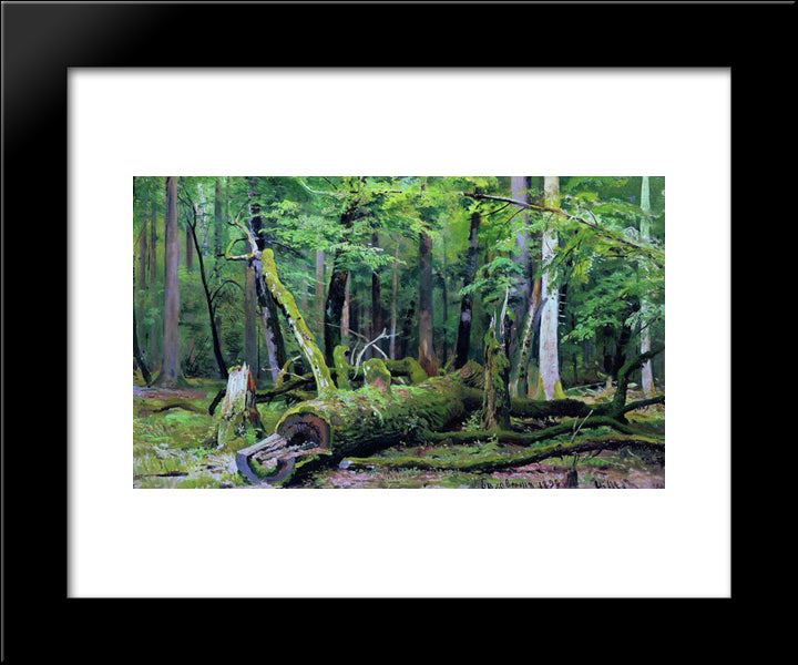 Cut Down Oak In The Bialowiezka Forest 20x24 Black Modern Wood Framed Art Print Poster by Shishkin, Ivan