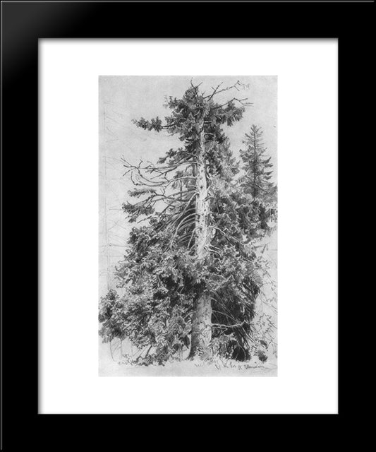Fir 20x24 Black Modern Wood Framed Art Print Poster by Shishkin, Ivan