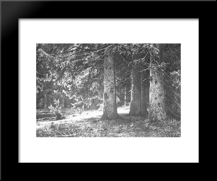 Fir In The Shuvalov Park 20x24 Black Modern Wood Framed Art Print Poster by Shishkin, Ivan