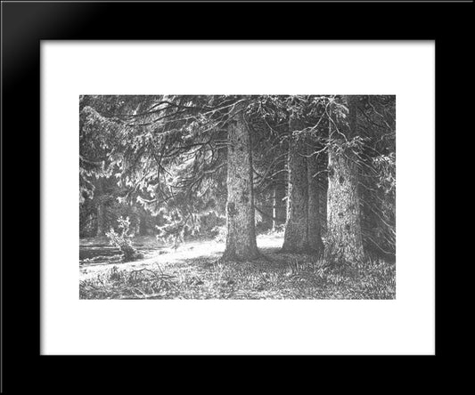 Fir In The Shuvalov Park 20x24 Black Modern Wood Framed Art Print Poster by Shishkin, Ivan