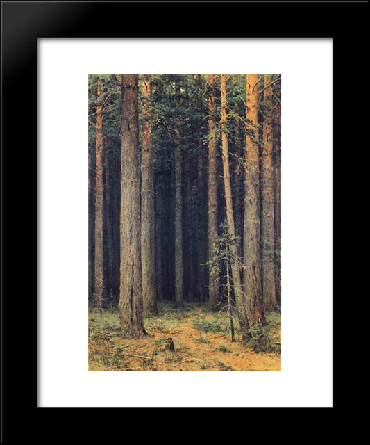 Forest Reserve. Pine Grove 20x24 Black Modern Wood Framed Art Print Poster by Shishkin, Ivan