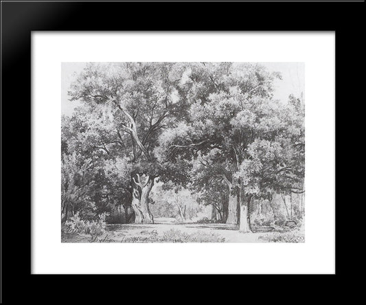 Oaks 20x24 Black Modern Wood Framed Art Print Poster by Shishkin, Ivan