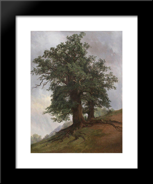 Old Oak 20x24 Black Modern Wood Framed Art Print Poster by Shishkin, Ivan