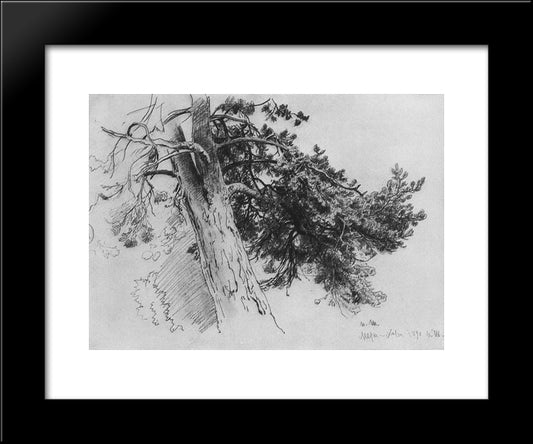 Part Of The Trunk Of A Pine. Mary-Howe 20x24 Black Modern Wood Framed Art Print Poster by Shishkin, Ivan