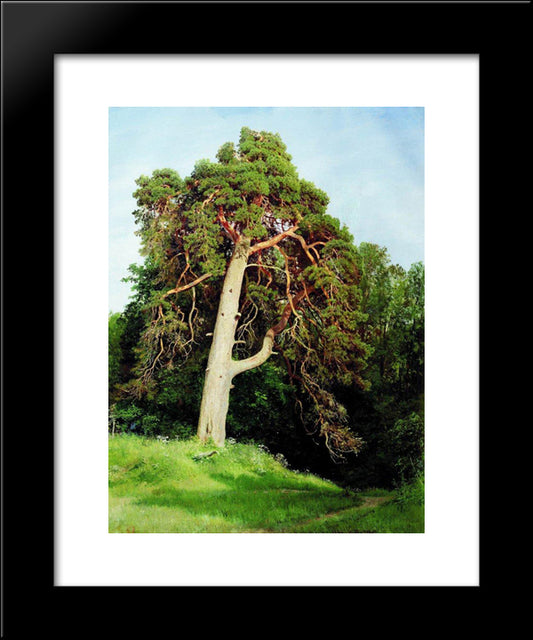 Pine. Merikyul 20x24 Black Modern Wood Framed Art Print Poster by Shishkin, Ivan