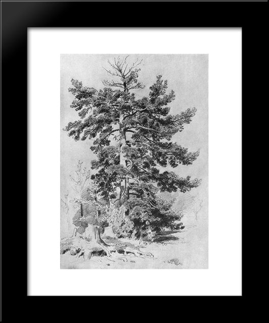 Pine 20x24 Black Modern Wood Framed Art Print Poster by Shishkin, Ivan