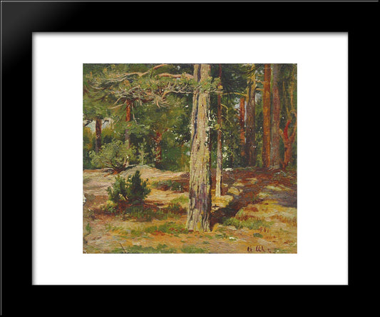 Pines. Summer Landscape 20x24 Black Modern Wood Framed Art Print Poster by Shishkin, Ivan