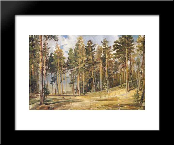 Pines. Sunny Day 20x24 Black Modern Wood Framed Art Print Poster by Shishkin, Ivan