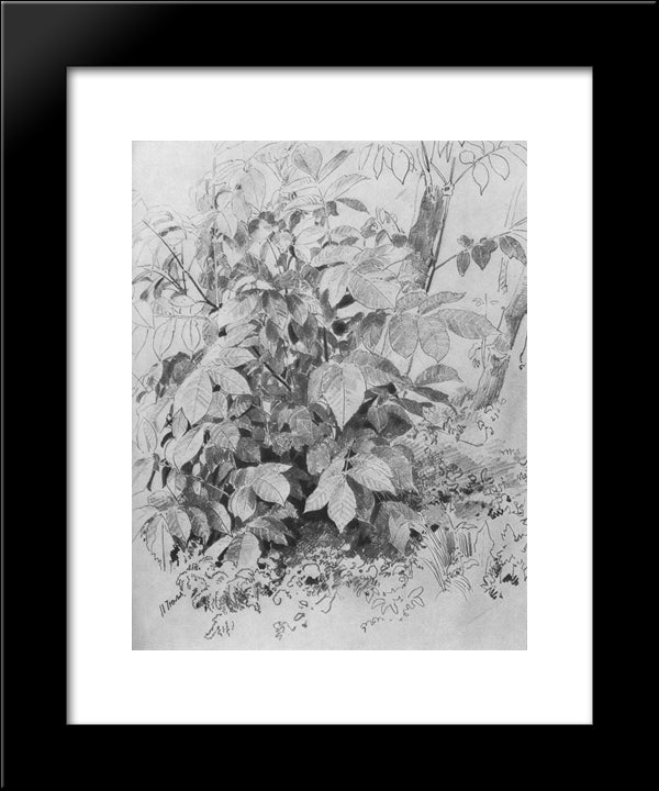 Young Crop Of Nuts 20x24 Black Modern Wood Framed Art Print Poster by Shishkin, Ivan