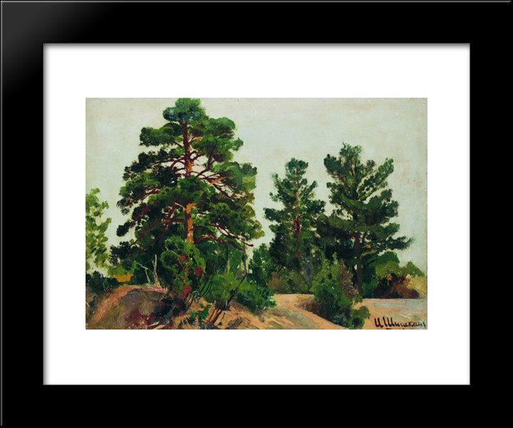 Young Pines 20x24 Black Modern Wood Framed Art Print Poster by Shishkin, Ivan