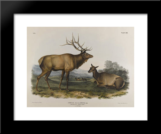American Elk 20x24 Black Modern Wood Framed Art Print Poster by Audubon, John James