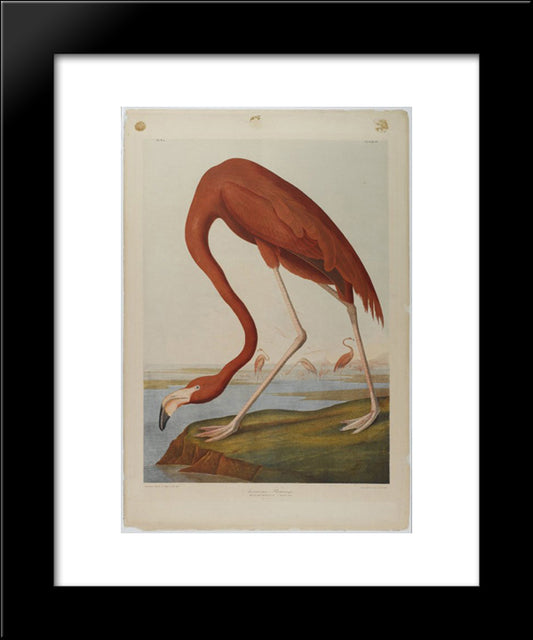 American Flamingo 20x24 Black Modern Wood Framed Art Print Poster by Audubon, John James
