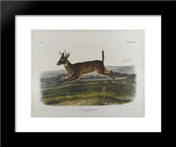 Long-Tailed Deer 20x24 Black Modern Wood Framed Art Print Poster by Audubon, John James