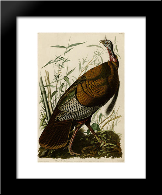 Plate 1. Wild Turkey 20x24 Black Modern Wood Framed Art Print Poster by Audubon, John James