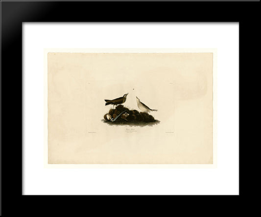 Plate 10. Brown Titlark 20x24 Black Modern Wood Framed Art Print Poster by Audubon, John James