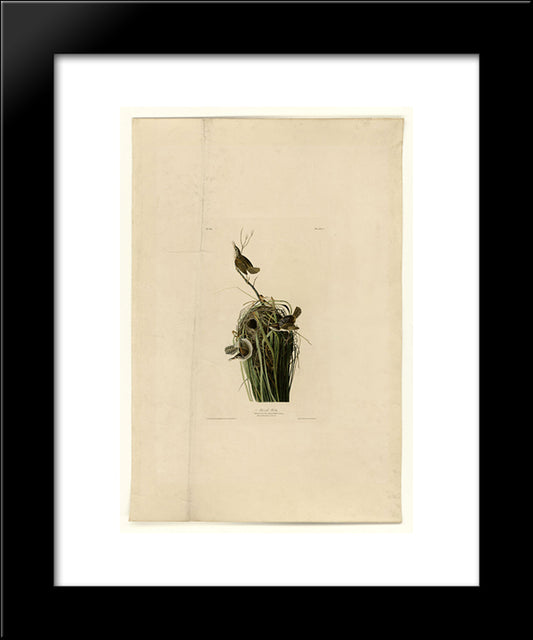 Plate 100 Marsh Wren 20x24 Black Modern Wood Framed Art Print Poster by Audubon, John James