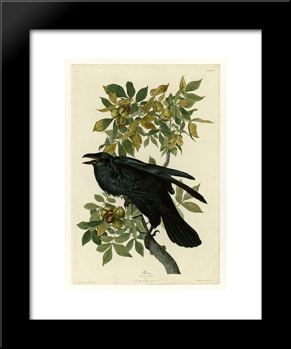 Plate 101 Raven 20x24 Black Modern Wood Framed Art Print Poster by Audubon, John James
