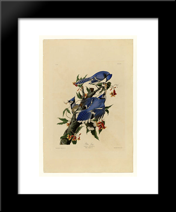 Plate 102 Blue Jay 20x24 Black Modern Wood Framed Art Print Poster by Audubon, John James
