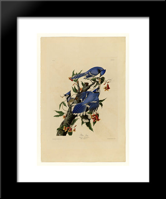 Plate 102 Blue Jay 20x24 Black Modern Wood Framed Art Print Poster by Audubon, John James