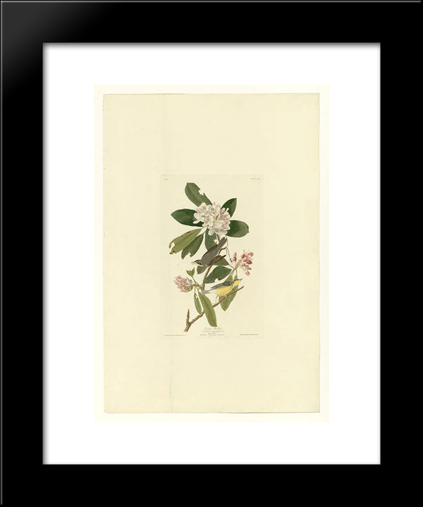 Plate 103 Canada Warbler 20x24 Black Modern Wood Framed Art Print Poster by Audubon, John James