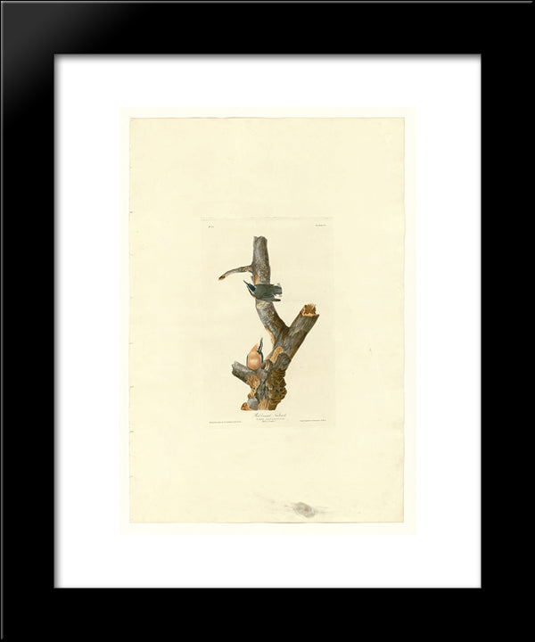 Plate 105 Red-Breasted Nuthatch 20x24 Black Modern Wood Framed Art Print Poster by Audubon, John James