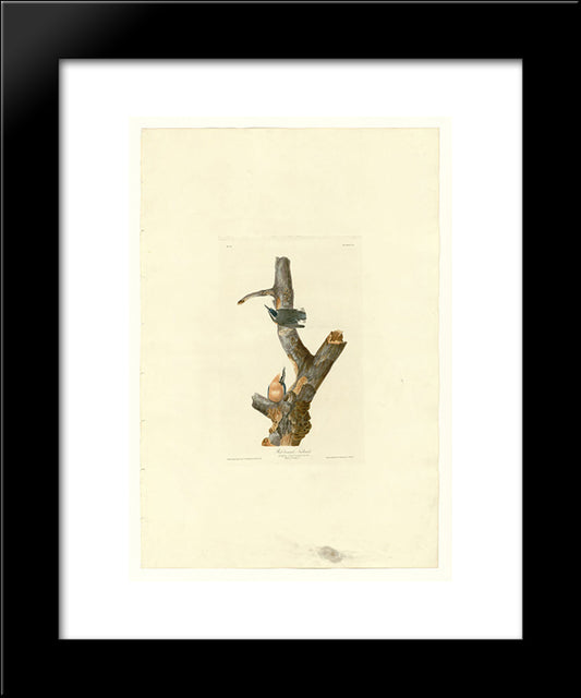 Plate 105 Red-Breasted Nuthatch 20x24 Black Modern Wood Framed Art Print Poster by Audubon, John James