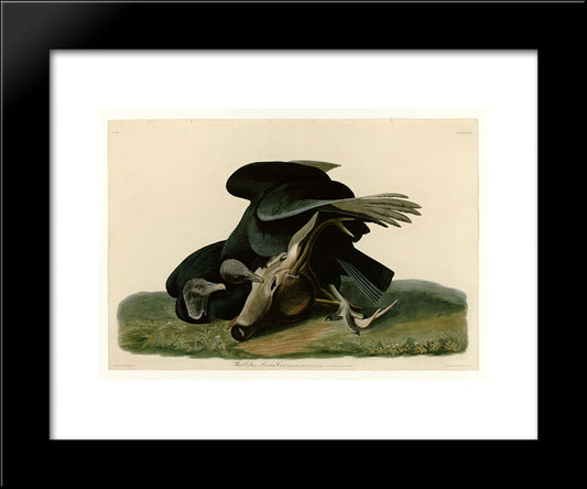 Plate 106 Black Vulture Or Carrion Crow 20x24 Black Modern Wood Framed Art Print Poster by Audubon, John James