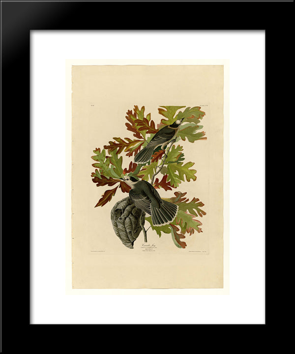 Plate 107 Canada Jay 20x24 Black Modern Wood Framed Art Print Poster by Audubon, John James