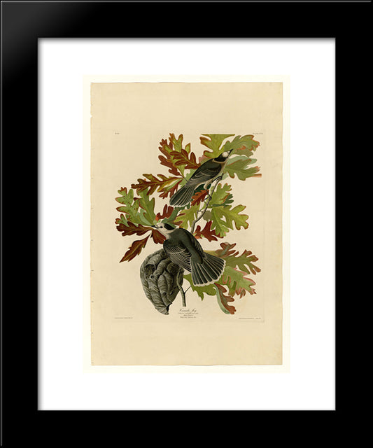 Plate 107 Canada Jay 20x24 Black Modern Wood Framed Art Print Poster by Audubon, John James