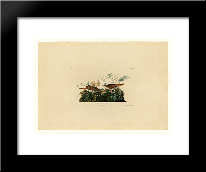 Plate 108 Fox-Coloured Sparrow 20x24 Black Modern Wood Framed Art Print Poster by Audubon, John James