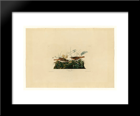 Plate 108 Fox-Coloured Sparrow 20x24 Black Modern Wood Framed Art Print Poster by Audubon, John James