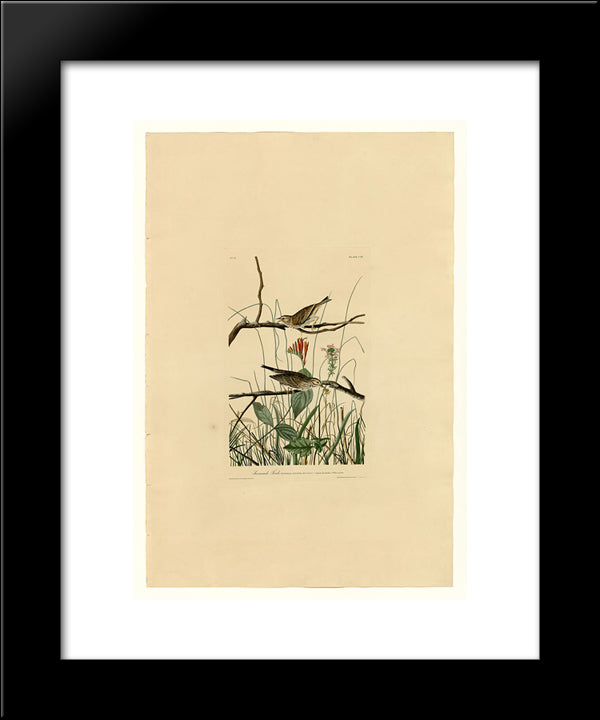 Plate 109 Savannah Finch 20x24 Black Modern Wood Framed Art Print Poster by Audubon, John James
