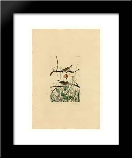 Plate 109 Savannah Finch 20x24 Black Modern Wood Framed Art Print Poster by Audubon, John James