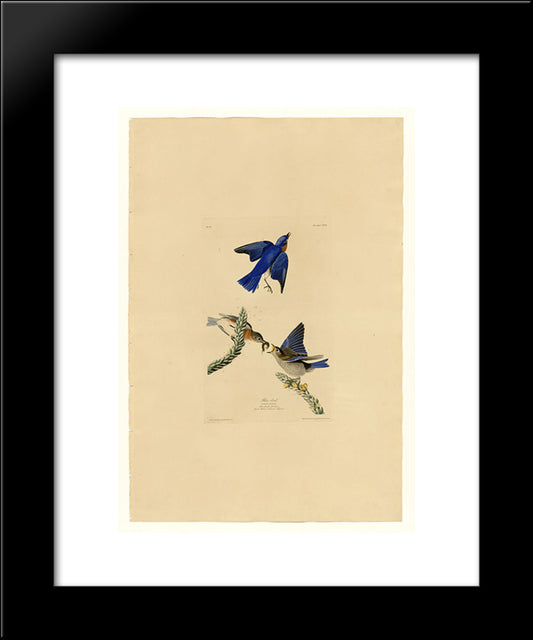 Plate 113 Blue-Bird 20x24 Black Modern Wood Framed Art Print Poster by Audubon, John James