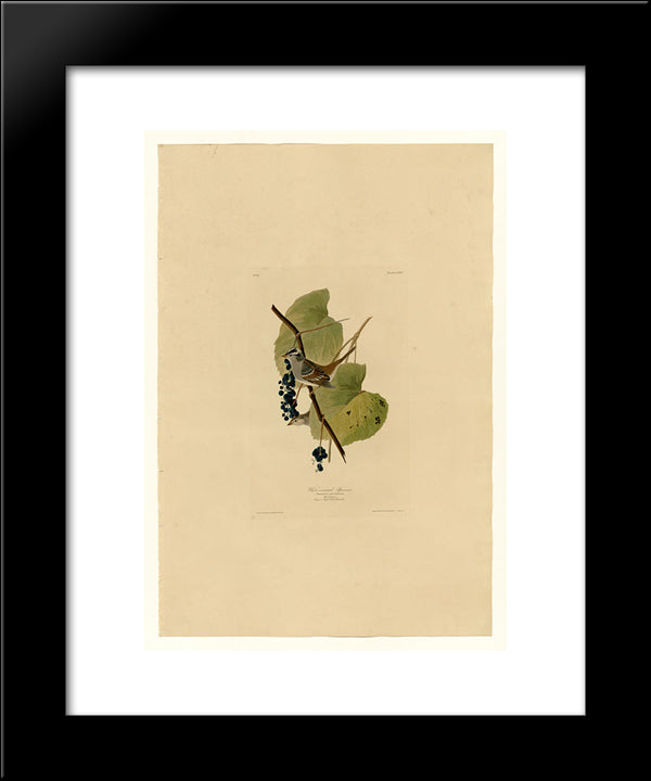 Plate 114 White-Crowned Sparrow 20x24 Black Modern Wood Framed Art Print Poster by Audubon, John James
