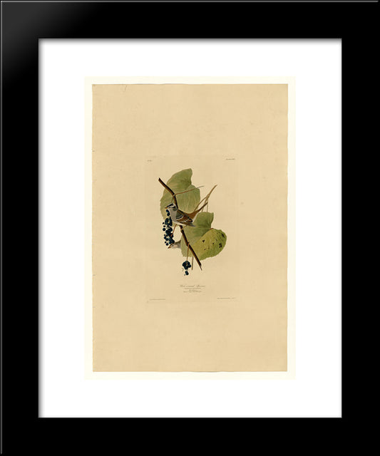 Plate 114 White-Crowned Sparrow 20x24 Black Modern Wood Framed Art Print Poster by Audubon, John James