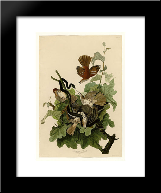 Plate 116 Ferruginous Thrush 20x24 Black Modern Wood Framed Art Print Poster by Audubon, John James
